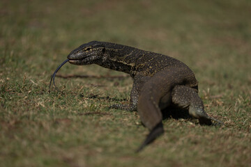 Nile monitor on grass flicks out tongue