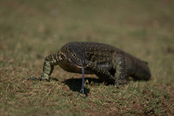 Nile monitor on grass flicking out tongue