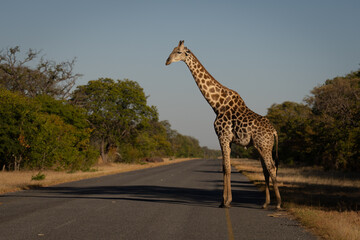 Male southern giraffe pauses before crossing road