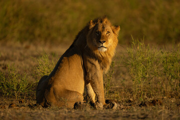 Male lion with catchlight sits watching camera
