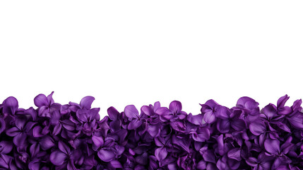 Obraz premium Deep Purple Lilac Petals Emerging from Bottom, Textured Flowers Naturally Arranged on Transparent Background, Generated AI
