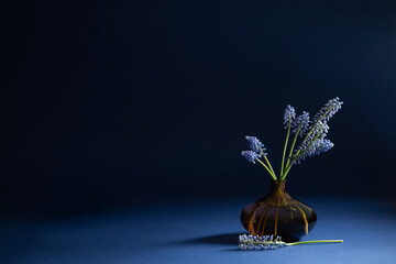 muscari flowers  in glass vase on blue background