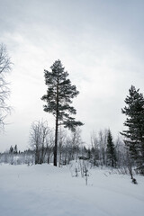 Snow covered forest in North Finland on a sunny winter day. Landscape background.