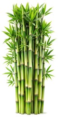 Green bamboo with leaves isolated on white background with clipping path and full depth of field
