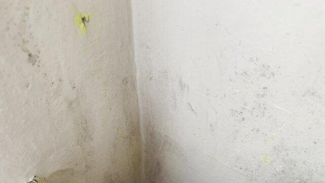 Dangerous toxic mold on residential building wall because of no ventilation and high humidity, spreading of fungal spores leading to concrete structure destruction and serious problems with human