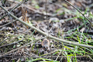wood mouse on the background of spring grass and tree branches