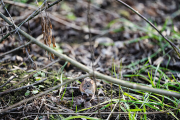 wood mouse on the background of spring grass and tree branches