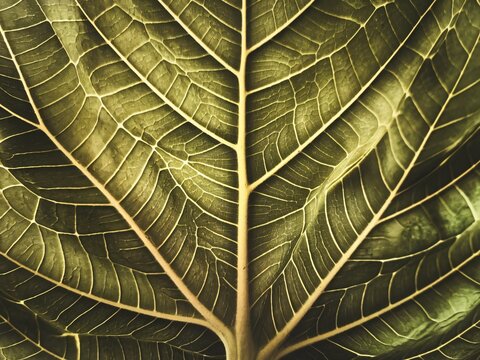 Close-up of a green leaf showcasing intricate veins and natural patterns. - Powered by Adobe