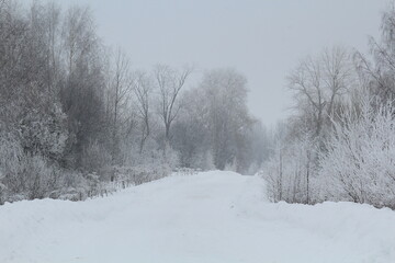 Dirt road in winter forest during fog in late winter
