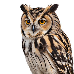 Obraz premium owl on a transparent background