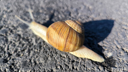 snail with a brown shell crawling close up