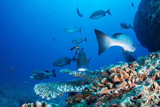アジアコショウダイ　小笠原　東京