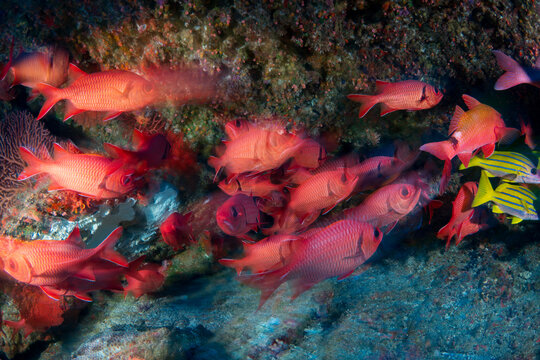 ヨスジフエダイとアカマツカサの群れ　小笠原　東京都