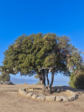 Beautiful Giant tree on the middle,  Solo Giant Tree, Natural Tree, Wishing Tree, Beautiful Nature in Turkey. 
