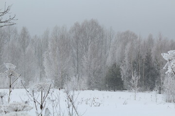 winter forest in snow and fog on the last day of winter