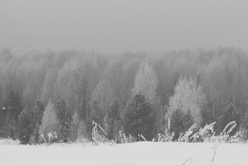 snowy forest during fog in late winter black and white photos