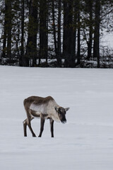 Reindeer (Rangifer tarandus) walking on a frozen lake in Finland in winter.