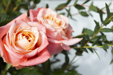 Eucalyptus pablo and pink roses.
