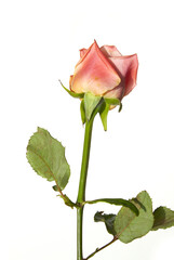 Obraz premium It's a pink rose in full bloom. 
