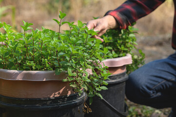 Hand Caring for Fresh Mint Plants in Outdoor Pots