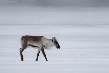 Reindeer (Rangifer tarandus) walking on a frozen lake in Finland in winter.