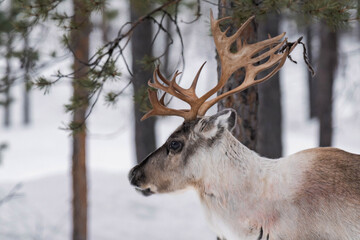 Reindeer (Rangifer tarandus) close-up in Finland in winter.