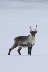Reindeer (Rangifer tarandus) walking on a frozen lake in Finland in winter.