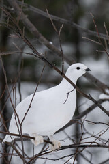 Rock ptarmigan (Lagopus muta) in winter plumage sitting on a tree branch in Finland