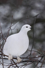 Rock ptarmigan (Lagopus muta) in winter plumage sitting on a tree branch in Finland