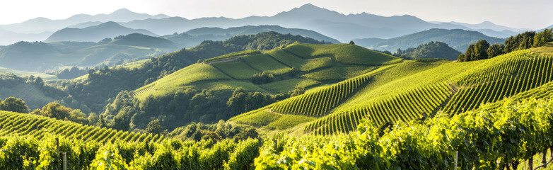 Fototapeta premium Vineyards among majestic green hills and mountains, panoramic view, isolated on a white background