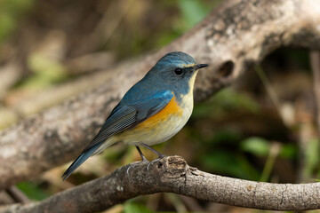 なかなか餌が見つからないルリビタキ
