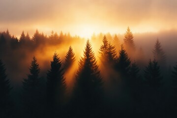 Foggy Forest at Dawn