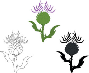 scottish thistle in different colours