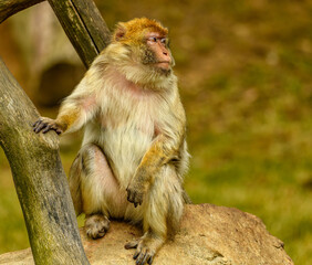 barbary macaque (Macaca sylvanus) sitting