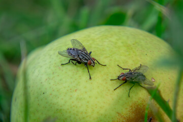 two flies sitting on a pear fruit lying on the ground.