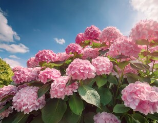 Fototapeta premium bushes of pink hydrangeas blooming in the garden against the blue sky