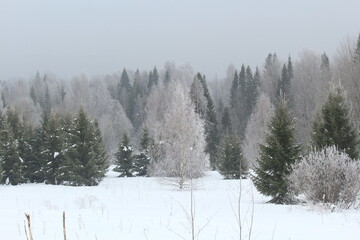 winter forest in snow and fog on the last day of winter