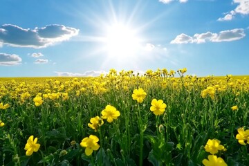 Fototapeta premium A golden rapeseed field stretching toward the horizon under a stunning sunset sky