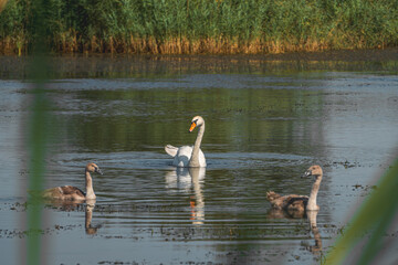 wild young water birds, swans swimming, birds in water, aquatic animals, animal family, mother's care. beautiful nature, summer, spring.