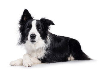Fototapeta premium Adorable typical black and white young adult Border Collie dog, laying down side ways with front paws crossed. Looking straight to camera with mouth closed. Isolated on white background.