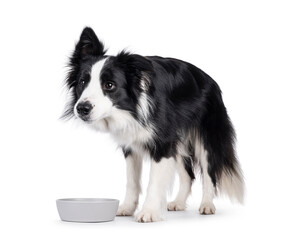 Adorable typical black and white young adult Border Collie dog, standing side ways next to food bowl waiting for food. Isolated on white background.