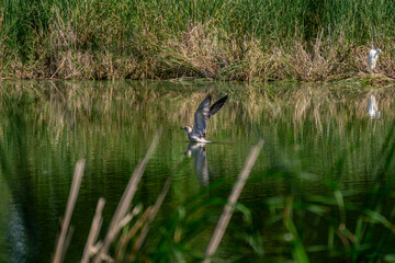 wild water bird in the pond
