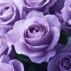 Close-up of Purple Roses in Bloom.