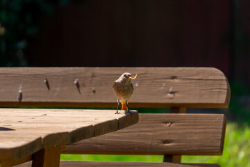 young robin bird. a bird sitting on a wooden bench in the yard with a worm in its beak. wild bird having a meal.