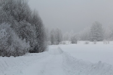 narrow road in winter forest during fog on the last day of winter