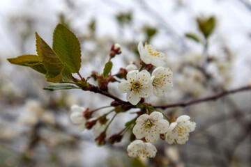
cherry blossoms on branch with green leaves and blurred background.