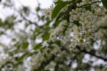 
cherry blossoms close up with blurred background.