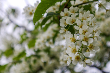 
cherry blossoms close up with blurred background.