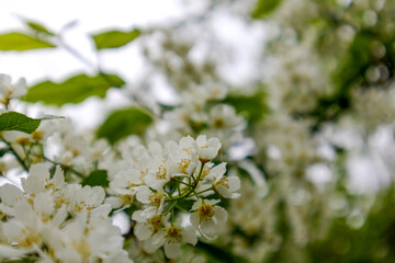 
cherry blossoms on branch with green leaves, blurred flowers in background.