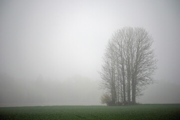 
several trees with bare branches in a misty field.